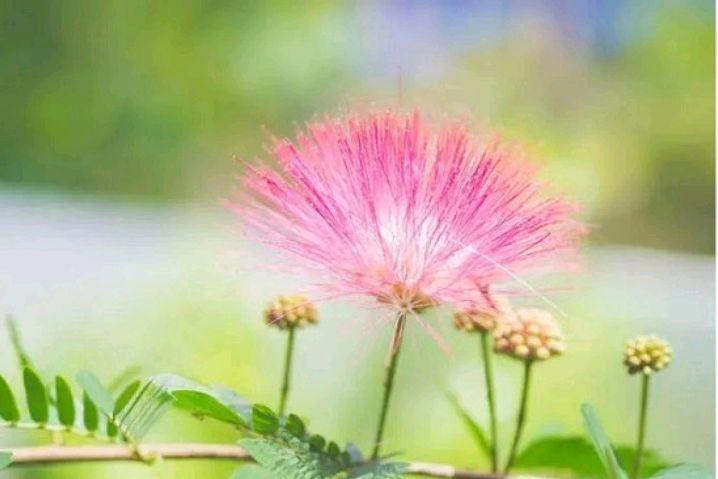 昼开夜合，花香色艳（六首合欢花诗歌）