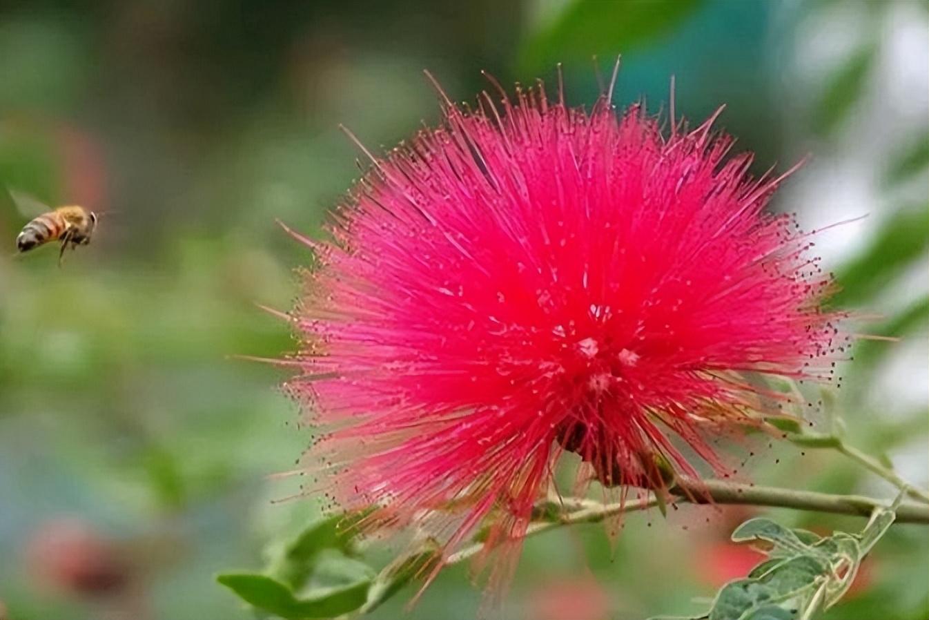 昼开夜合，花香色艳（六首合欢花诗歌）