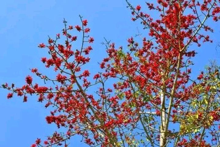 赞美木棉花的诗词（十首木棉花诗歌）