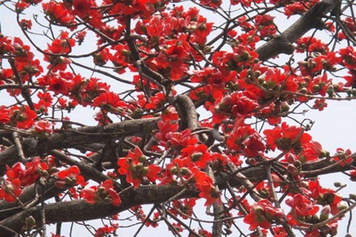 赞美木棉花的诗词（十首木棉花诗歌）