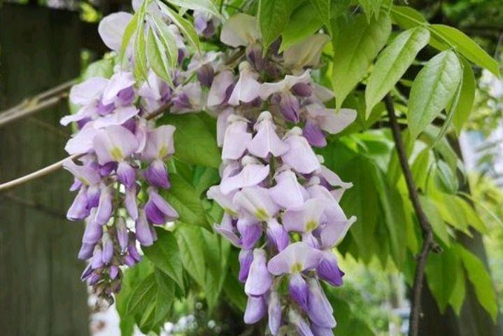 紫穗悬垂，叶茂花香（十首紫藤花诗歌）