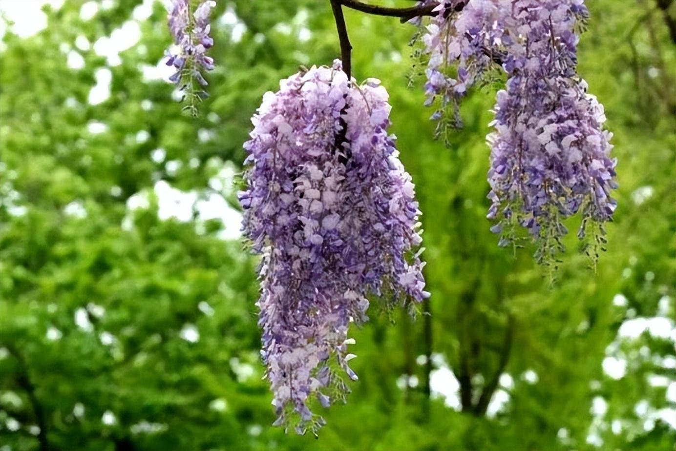 紫穗悬垂，叶茂花香（十首紫藤花诗歌）