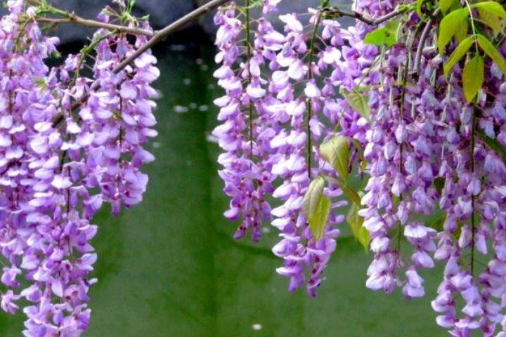 紫穗悬垂，叶茂花香（十首紫藤花诗歌）