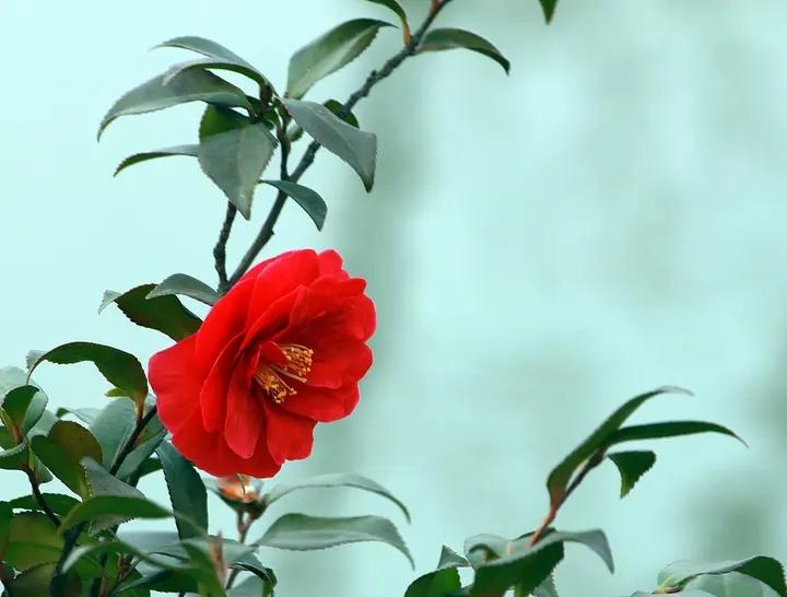 夏花绚烂，榴花如火（十首石榴花诗歌）