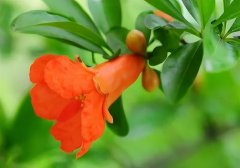 夏花绚烂，榴花如火（十首石榴花诗歌）