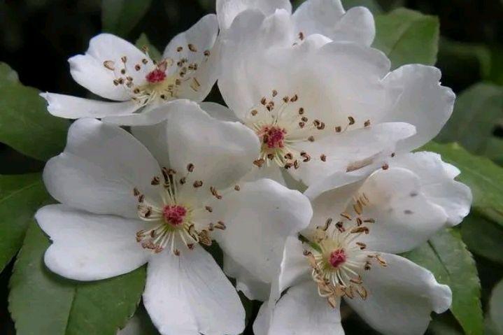 花到荼蘼，一枝独秀（十五首荼蘼花诗歌）