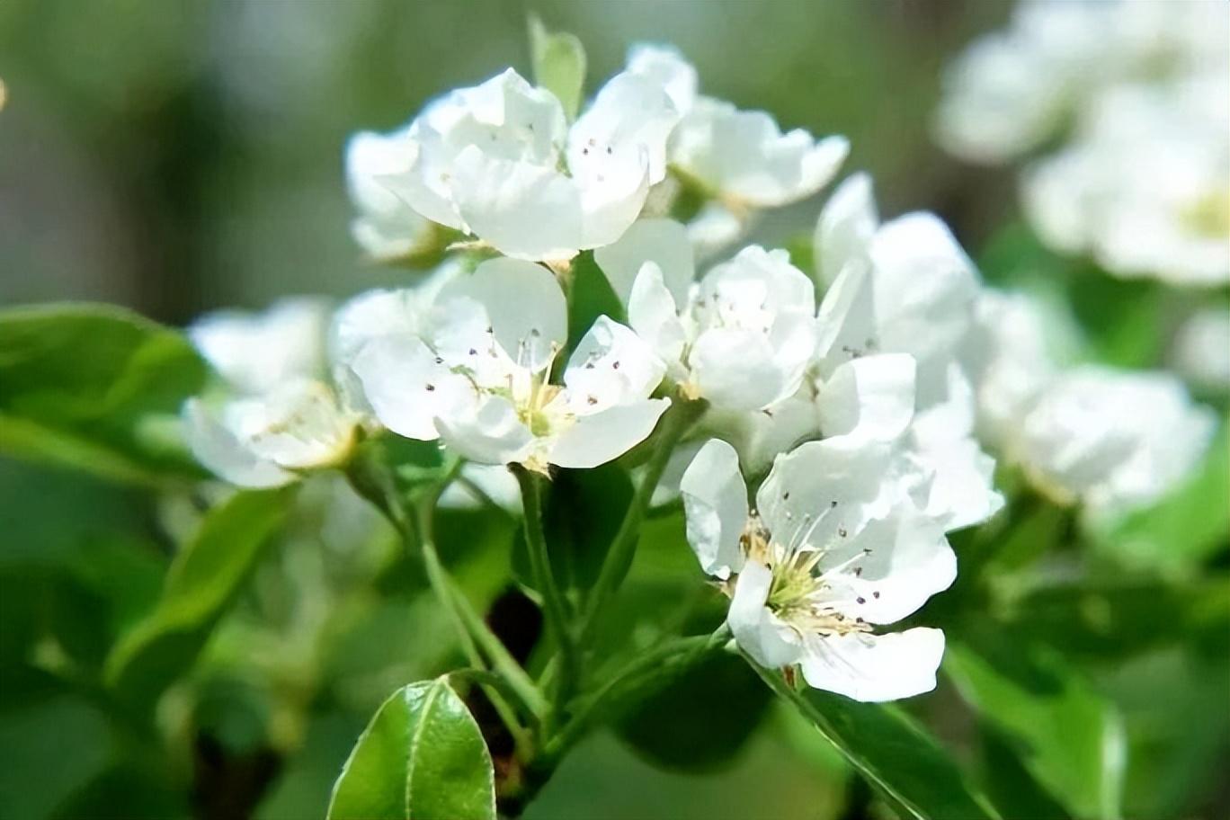 花到荼蘼，一枝独秀（十五首荼蘼花诗歌）