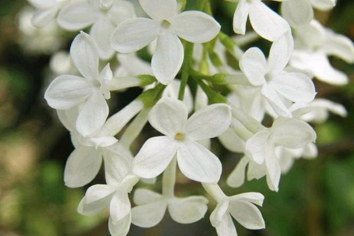 丁香花古诗词大全（赞美丁香花的优雅诗句）