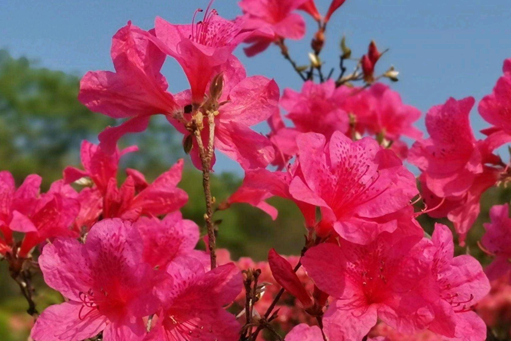 繁花似锦，又叫映山红（二十首杜鹃花诗歌）