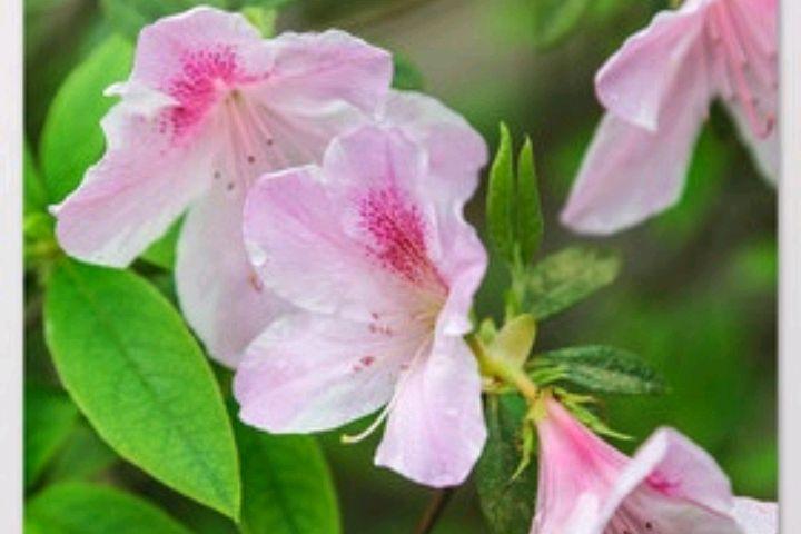 繁花似锦，又叫映山红（二十首杜鹃花诗歌）