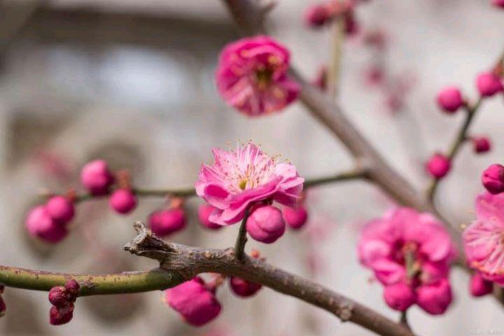 描写春天桃花的唯美诗句（桃花的浪漫诗句）