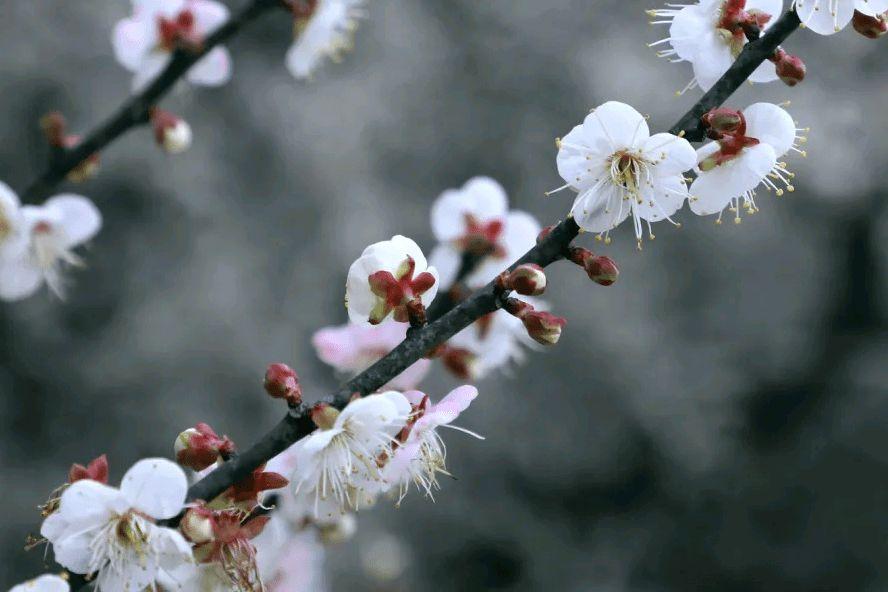 赞美梅花的诗词名句（经典的梅花诗词）