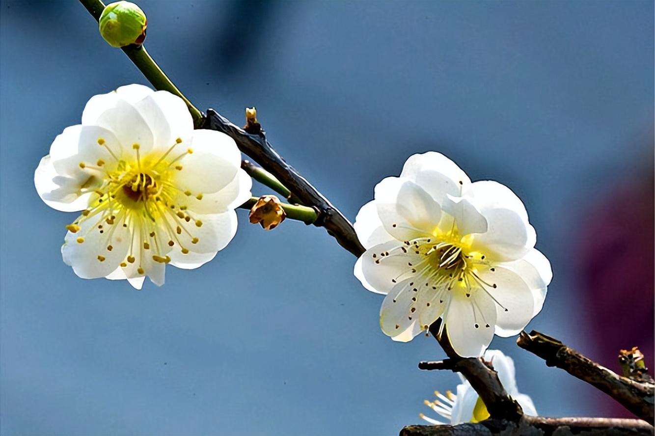 赞美梅花的诗词名句（经典的梅花诗词）