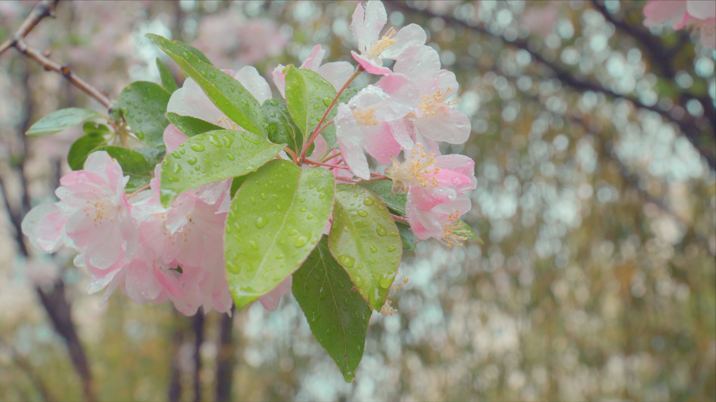 清明节古诗词大全（清明节唯美古诗词）