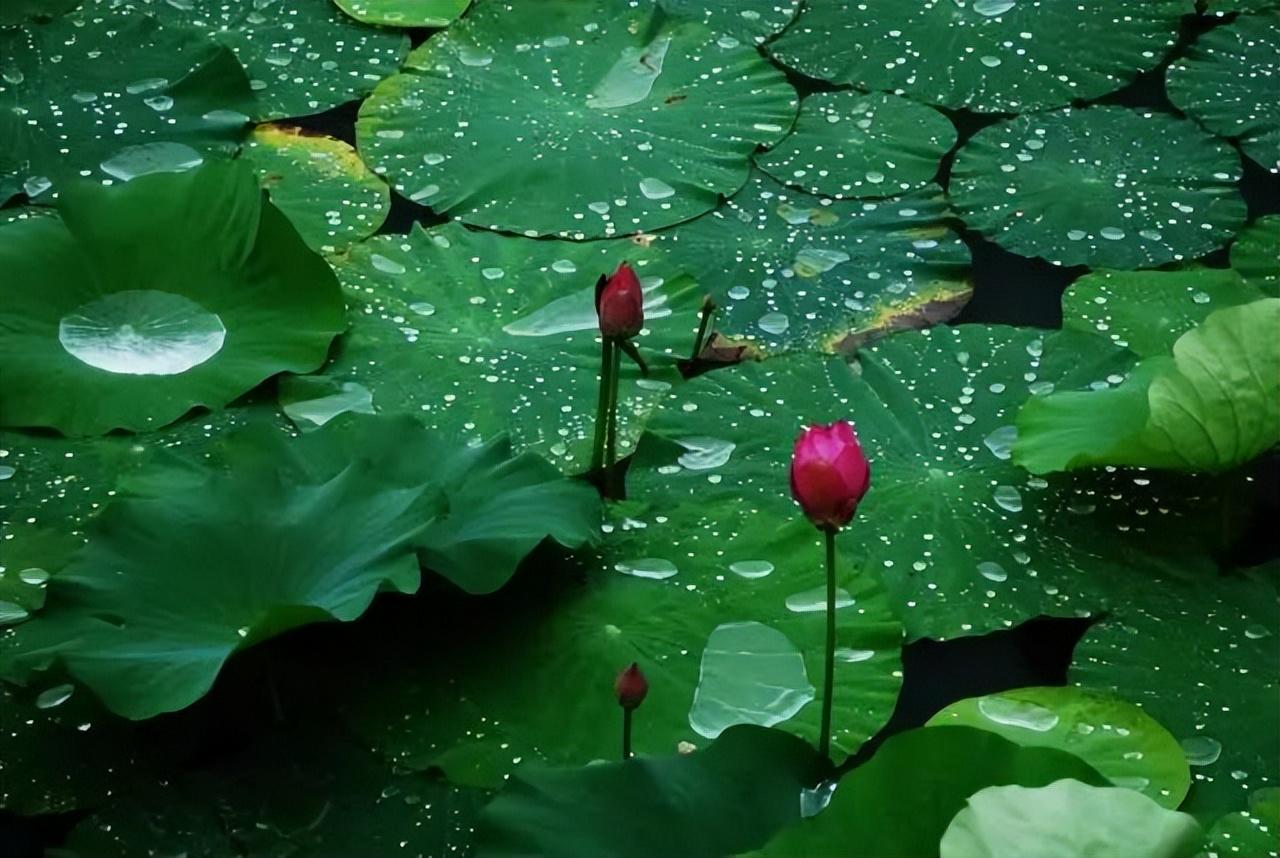 夏天意境很美的诗句（杨万里的一首夏日小词）