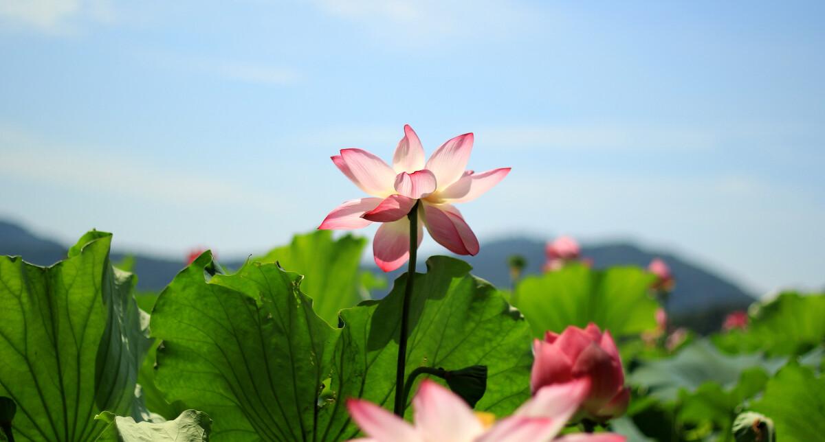 仲夏黄昏诗词大全（十二首唯美的仲夏诗词）