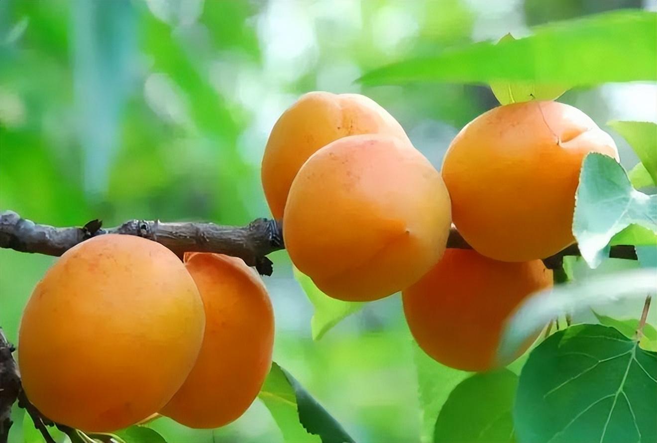 夏日诗词经典唯美（夏天惬意凉爽的古诗句）