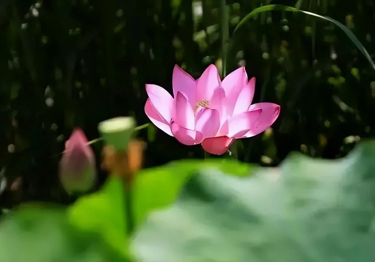 夏天午睡惬意的诗句（八首唯美的夏日午睡古诗词）