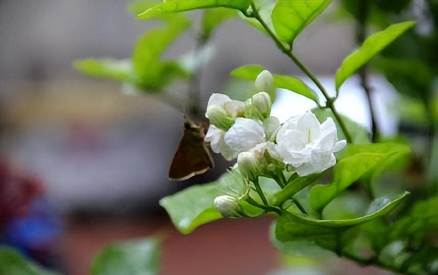 茉莉花古诗词大全（八首咏茉莉花的诗词）