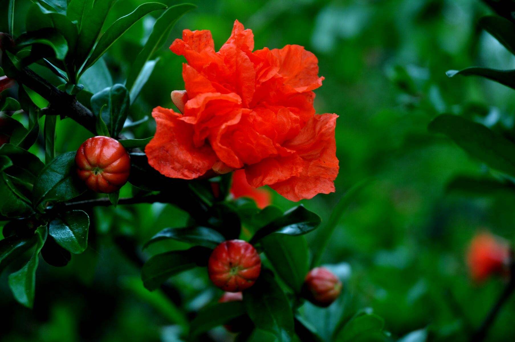 赞美石榴花的古诗词（十首唯美的石榴花诗词）