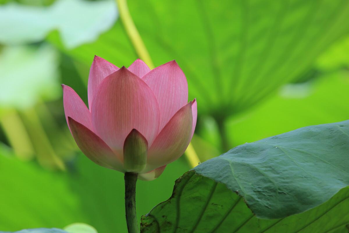 赞美藕花的古诗名句（十五首唯美的藕花诗词）