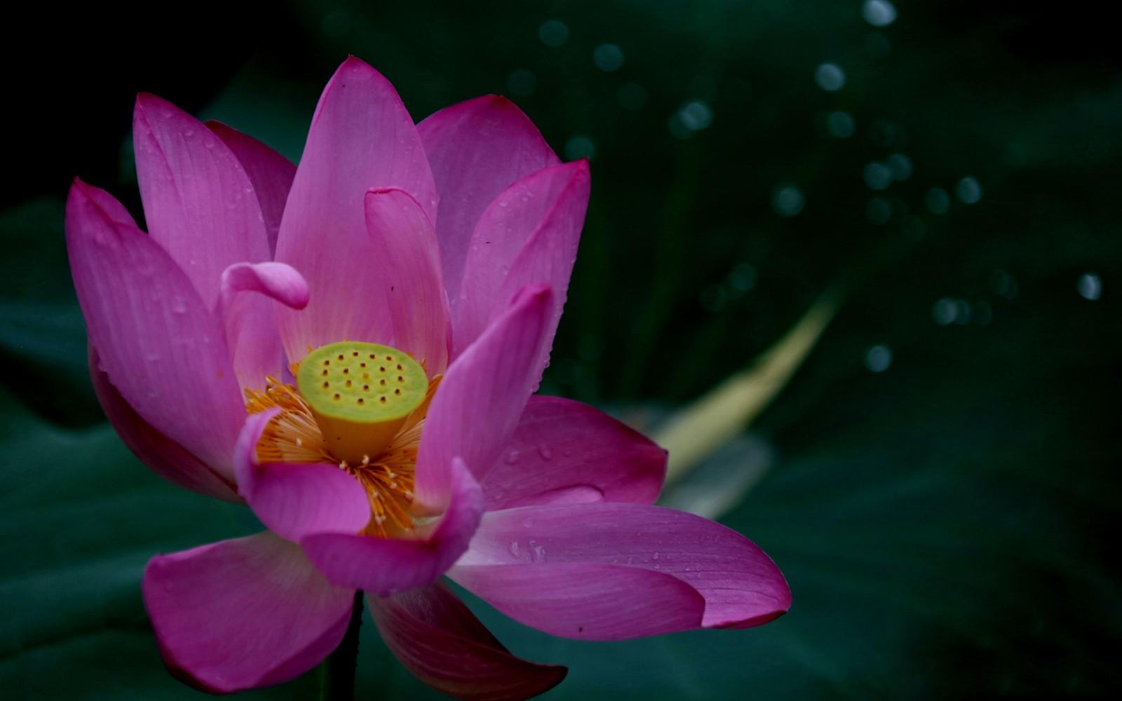 赞美藕花的古诗名句（十五首唯美的藕花诗词）