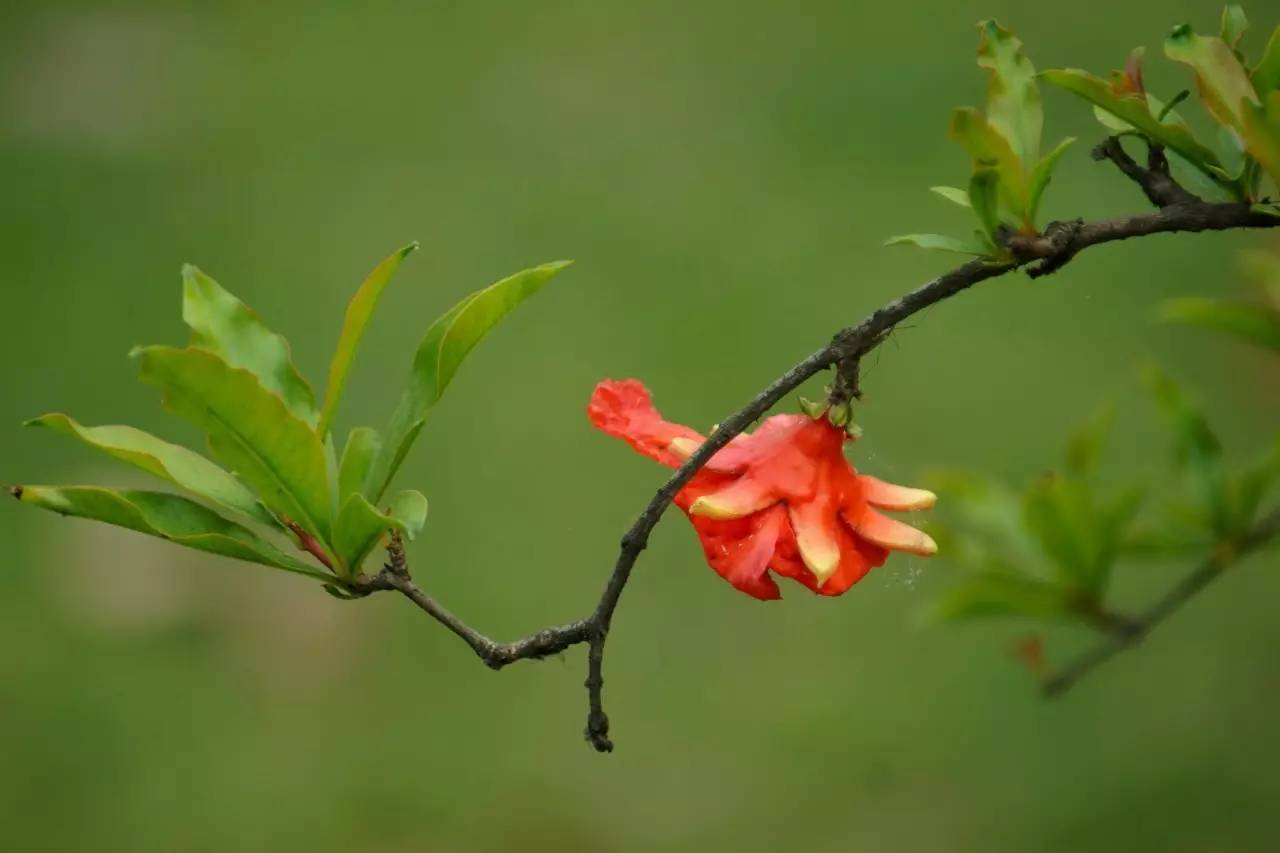 绿岸草深虫入遍，青丛花尽蝶来稀（十首唯美的早夏诗词）