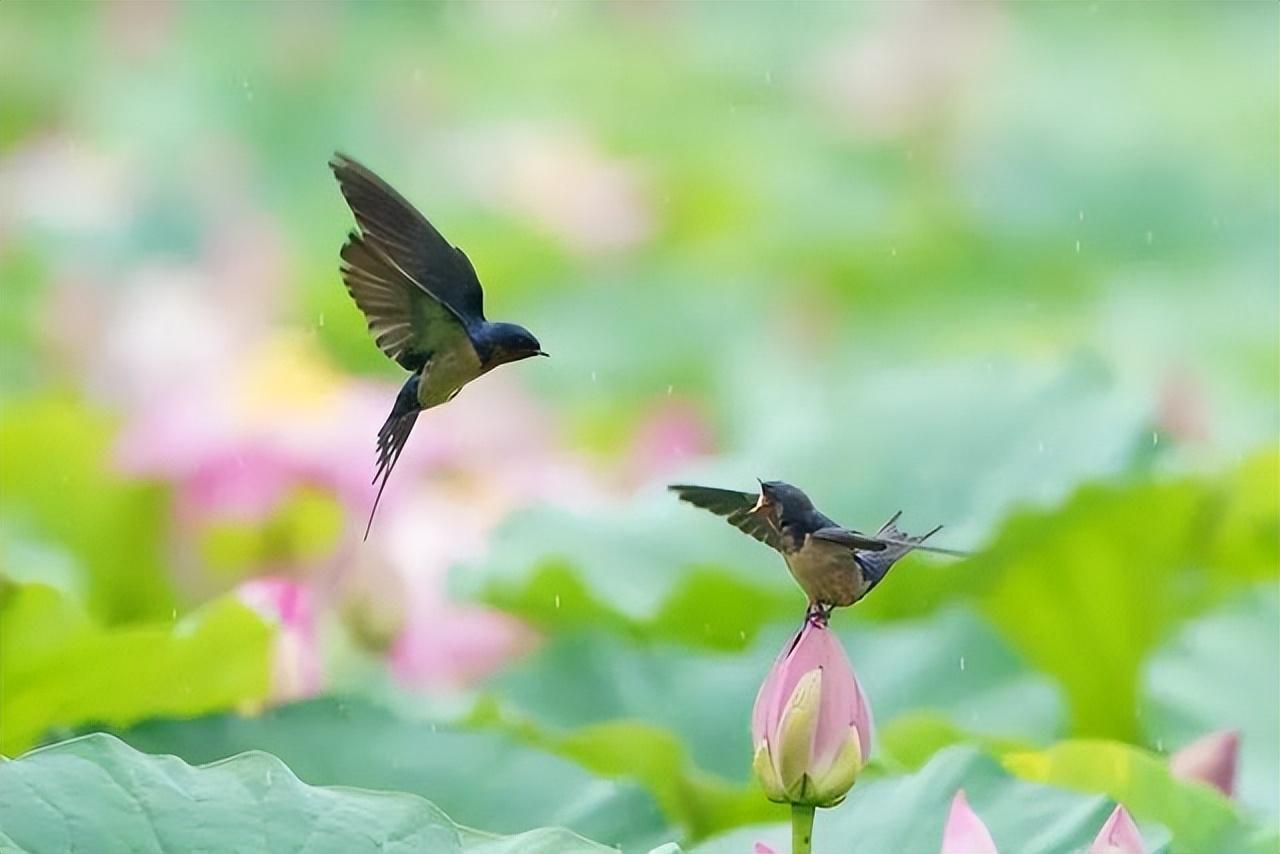 关于夏天唯美诗词赏析（夏天惬意凉爽的诗）