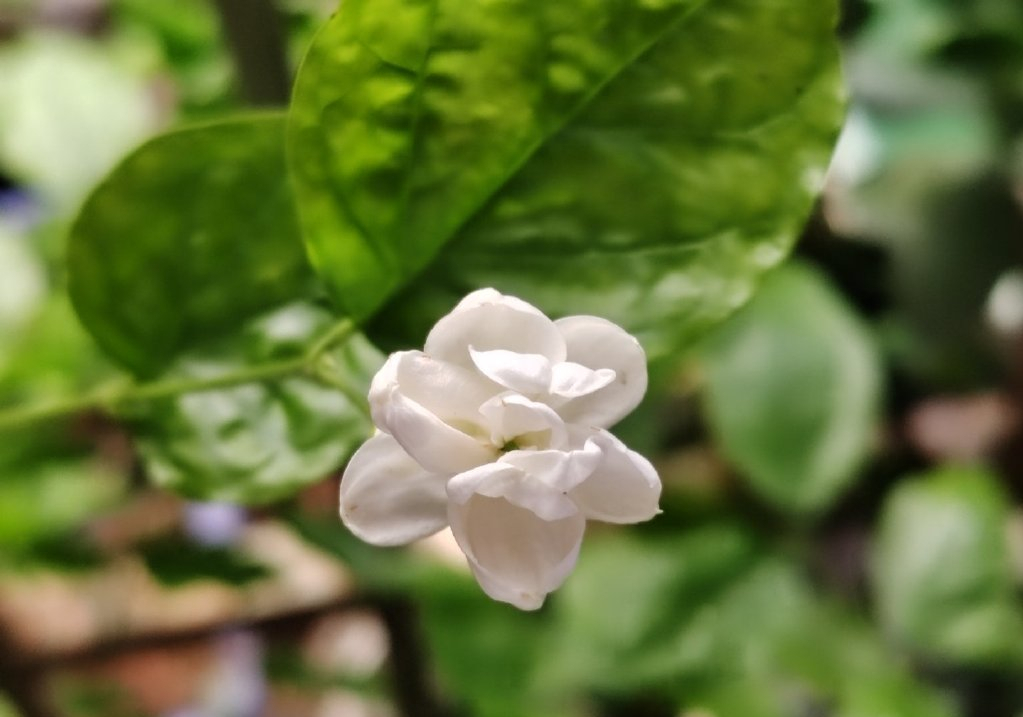 赞美茉莉花的诗句（十五首优美的茉莉花诗词）