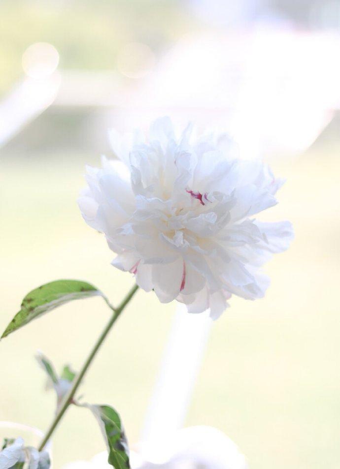 关于芍药诗词有哪些（二十首唯美的芍药诗词）