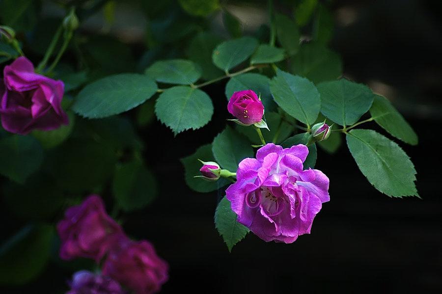 朵朵精神叶叶柔，雨晴香拂醉人头（十五首唯美的蔷薇花诗词）