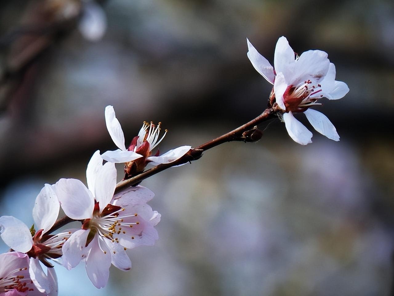 咏花绝句诗词鉴赏（十四首咏花绝句）