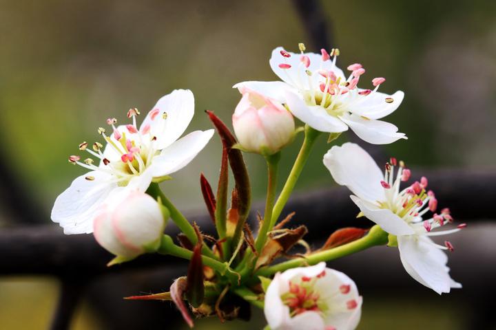 咏花绝句诗词鉴赏（十四首咏花绝句）