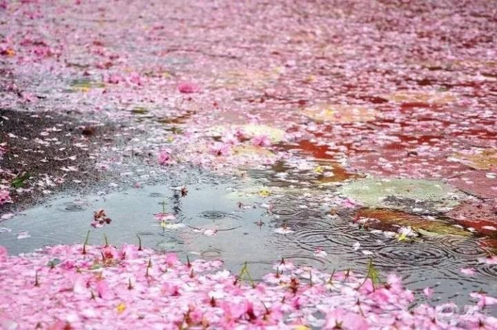 落花人独立，微雨燕双飞（十二首春残的诗词）