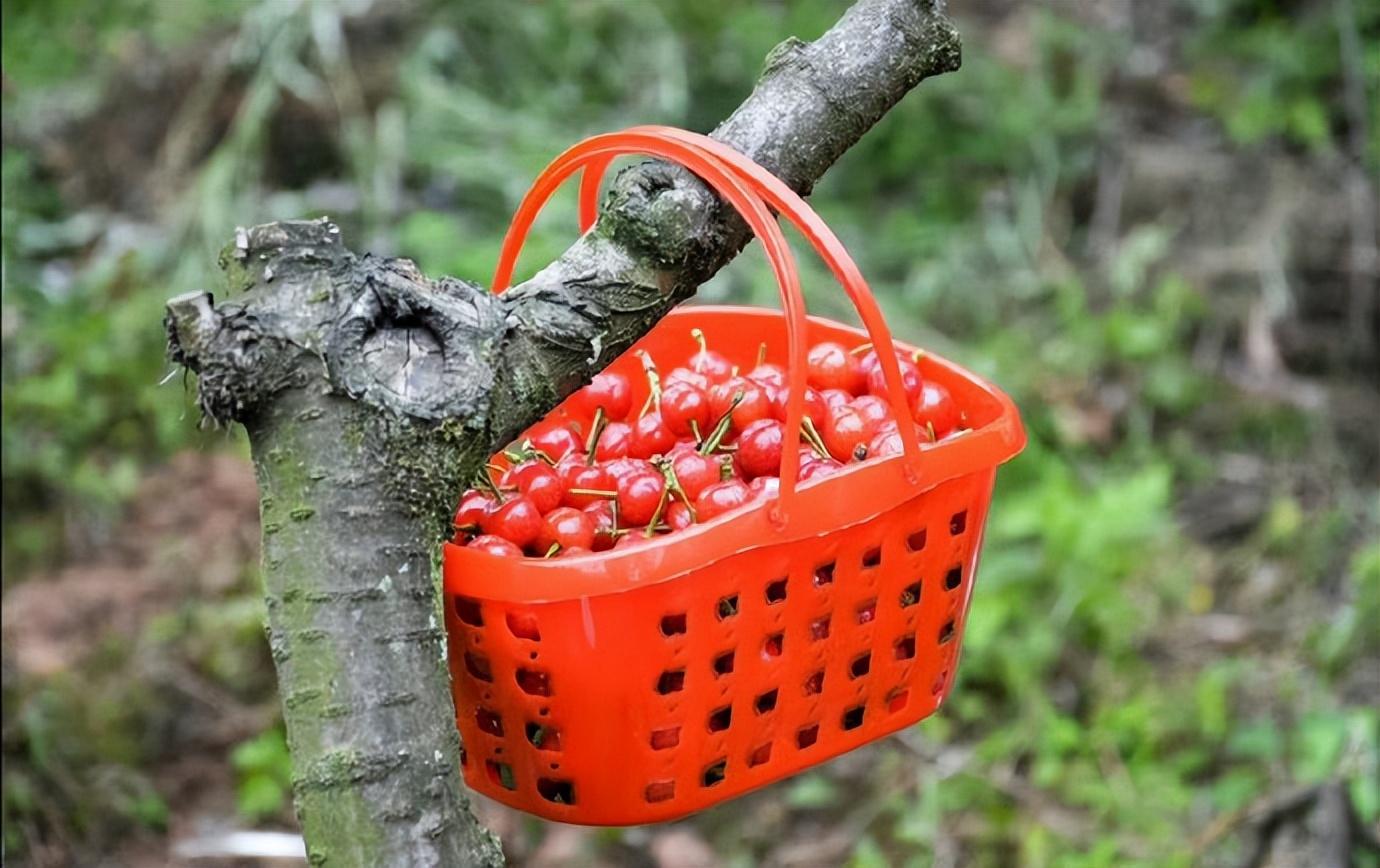 赞美樱桃诗句和名言（十五首樱桃诗词）