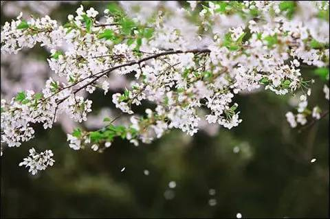 花落柴门掩夕晖，昏鸦数点傍林飞（二十首春晚的诗词）