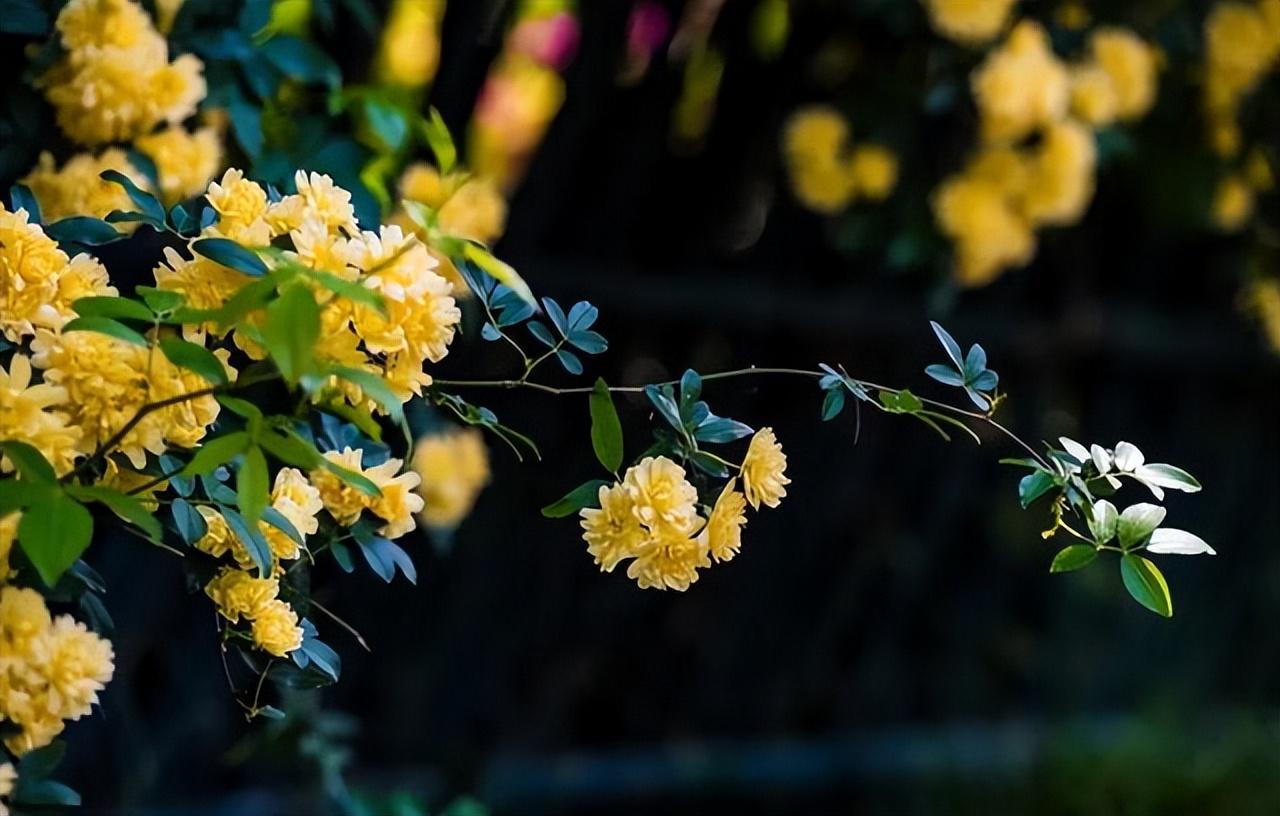 花落柴门掩夕晖，昏鸦数点傍林飞（二十首春晚的诗词）