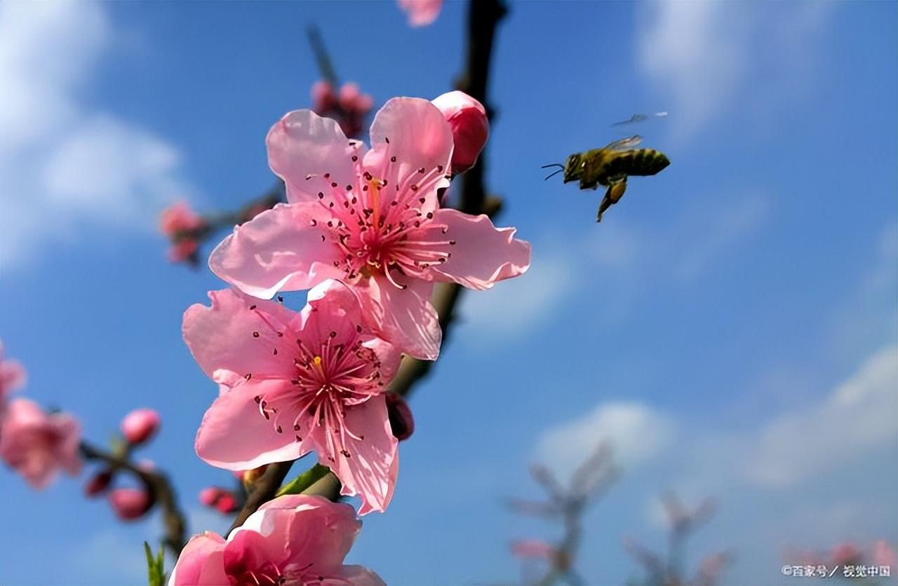 表达对春天不舍的诗句（十首惜春诗词）