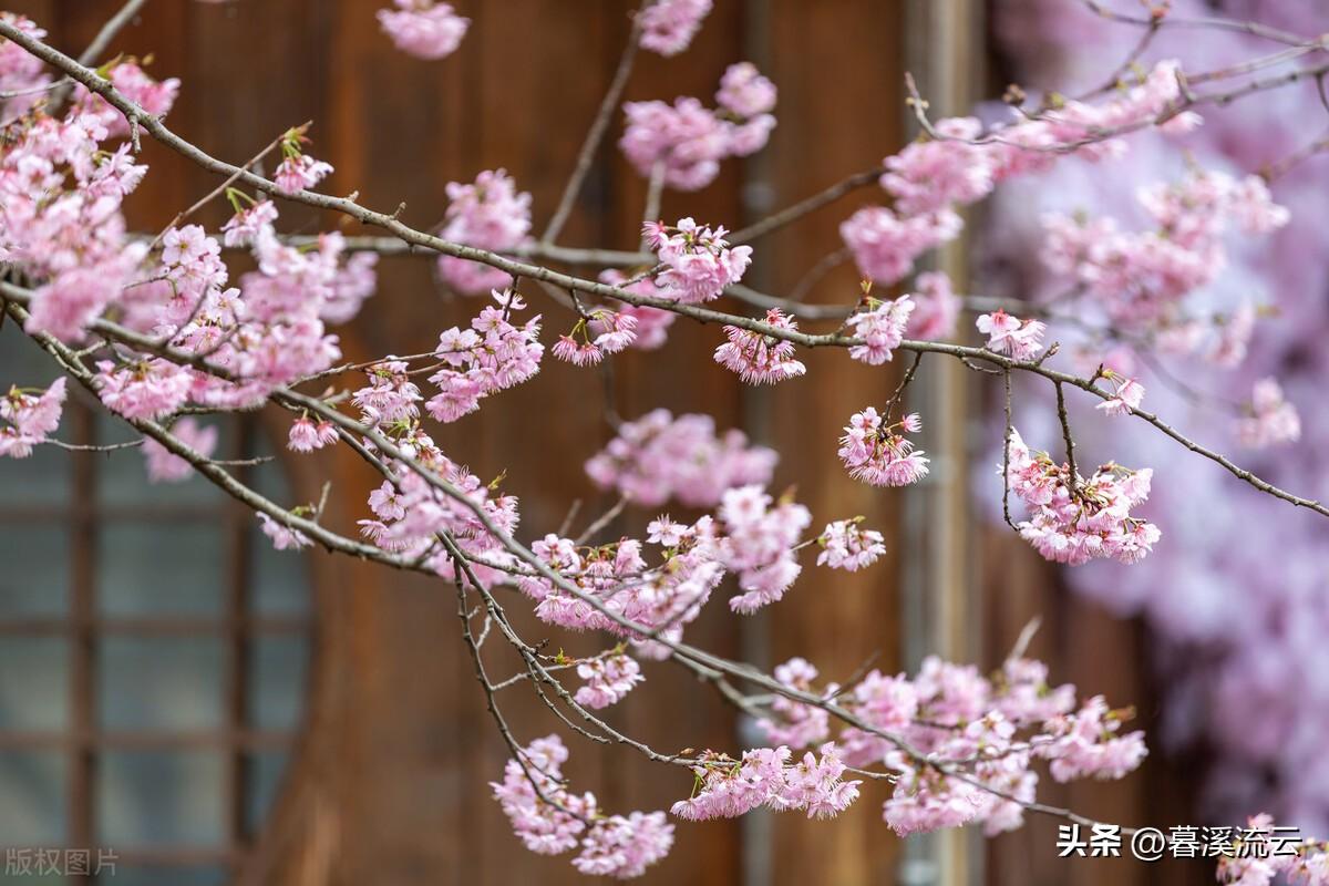 描写春花的古诗词（十首优美春花诗词古句）