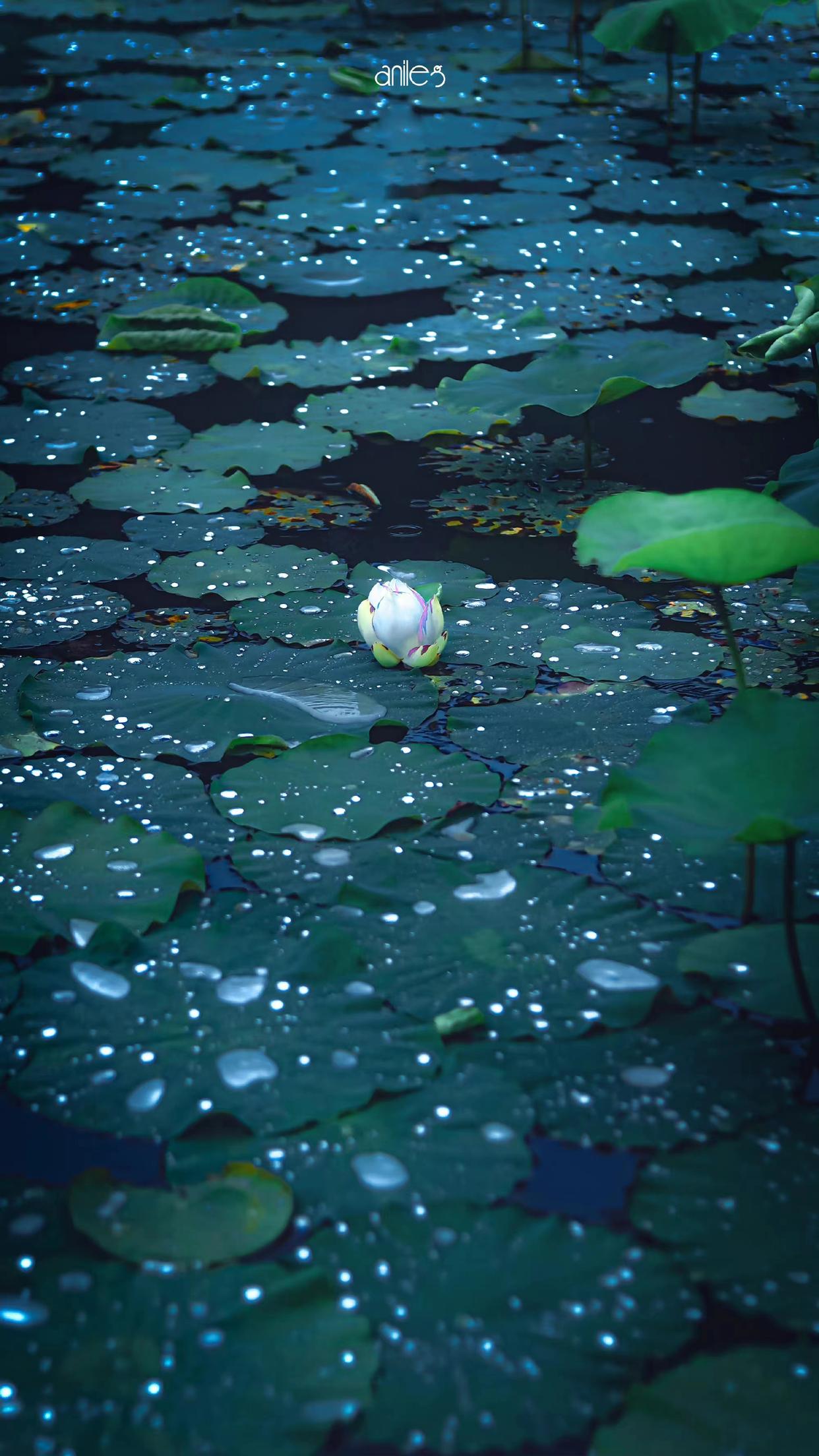 六月下雨的唯美诗句（10首夏雨诗词）