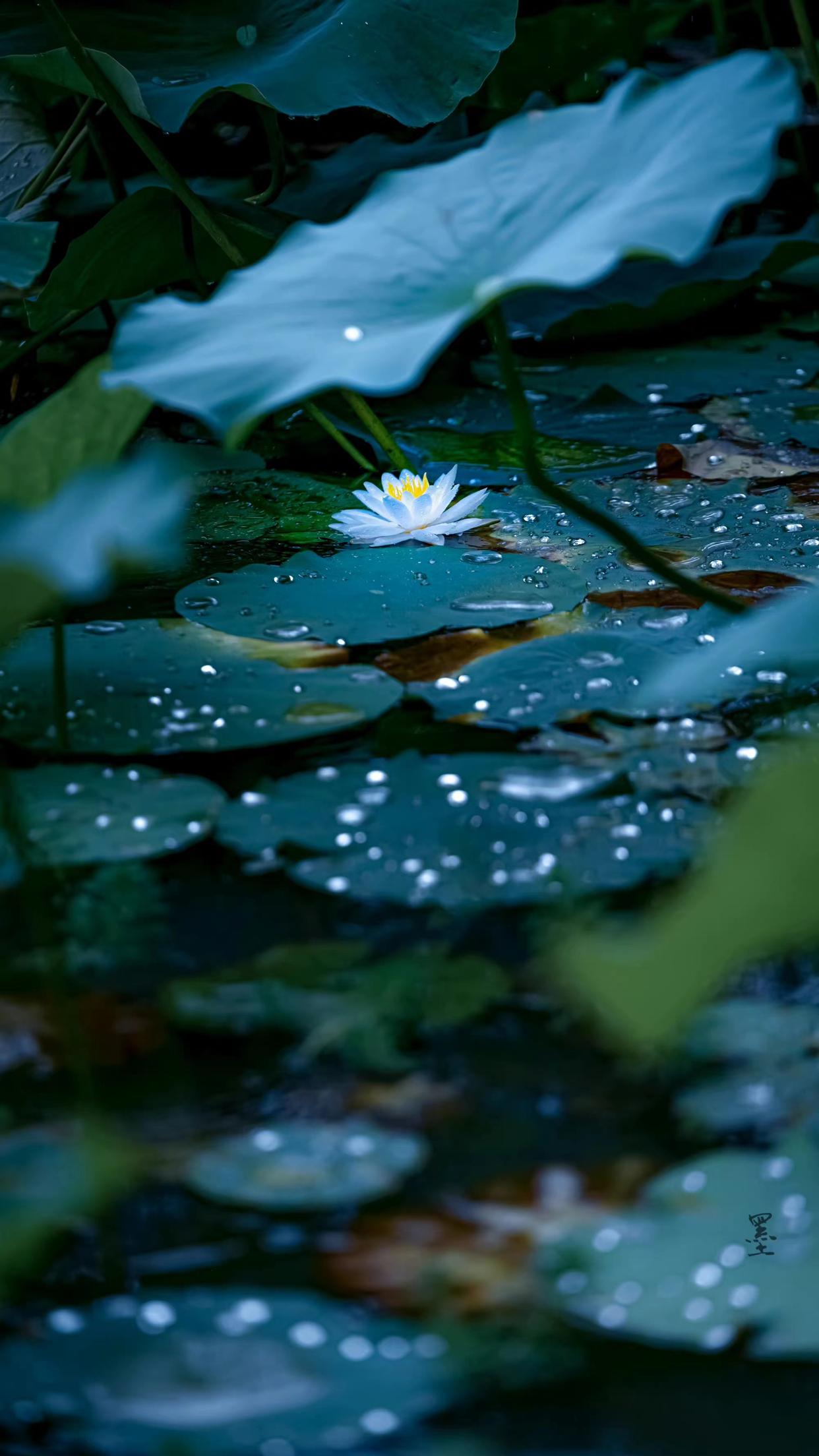 六月下雨的唯美诗句（10首夏雨诗词）