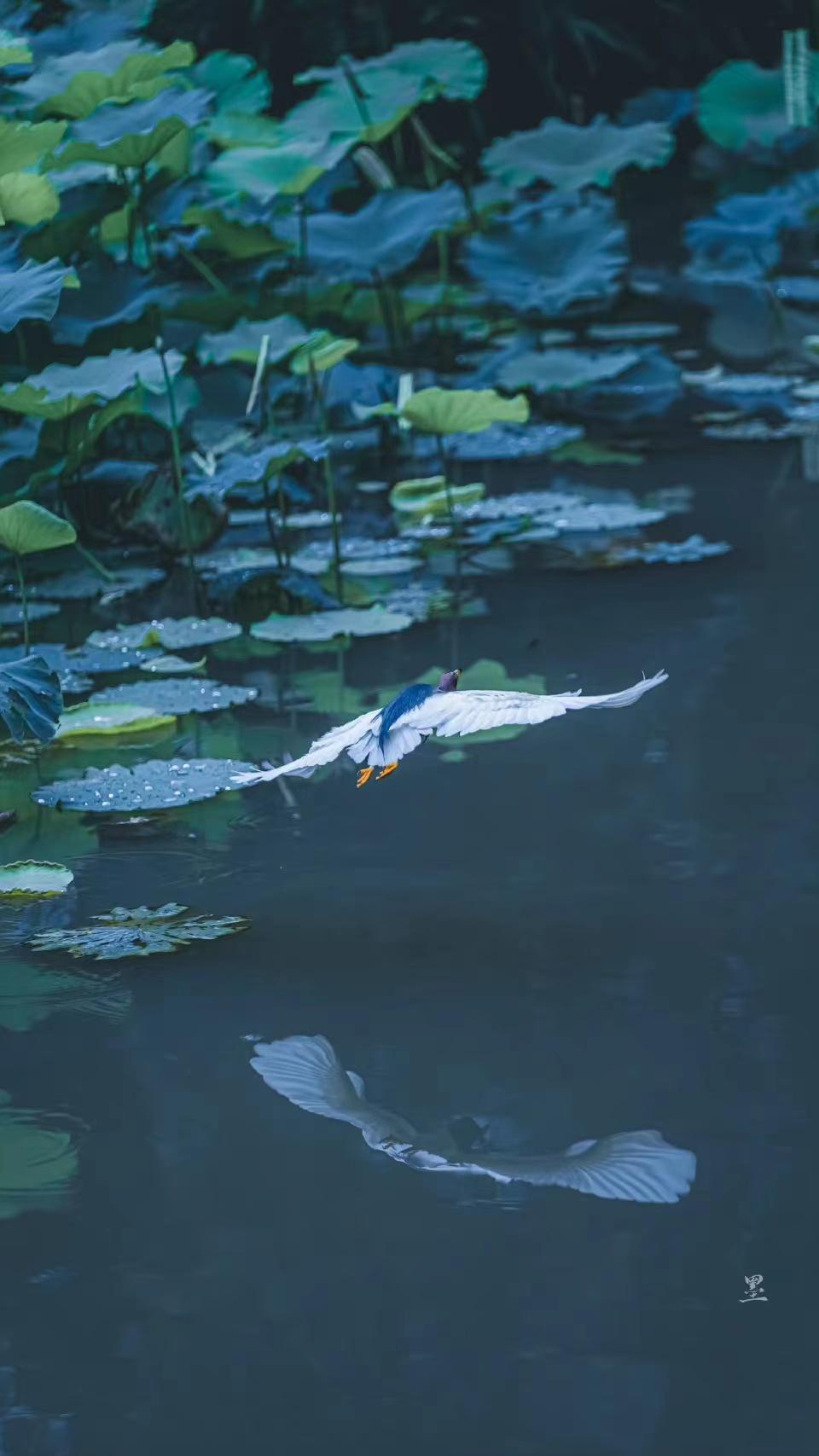 六月下雨的唯美诗句（10首夏雨诗词）