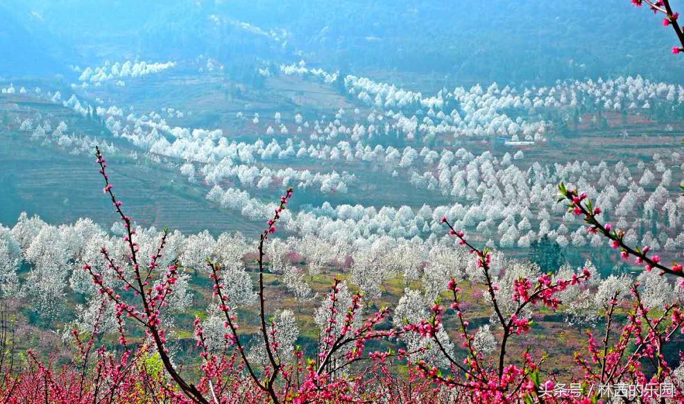 梨花诗词名句大全（20首歌咏梨花的诗词）