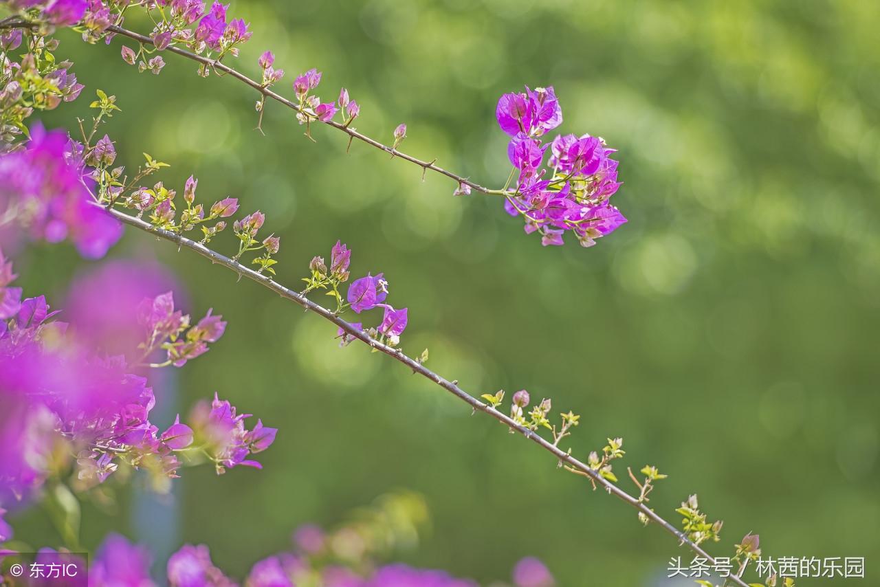 百花诗词名句大全（精选80句歌咏百花的唯美诗词名句）