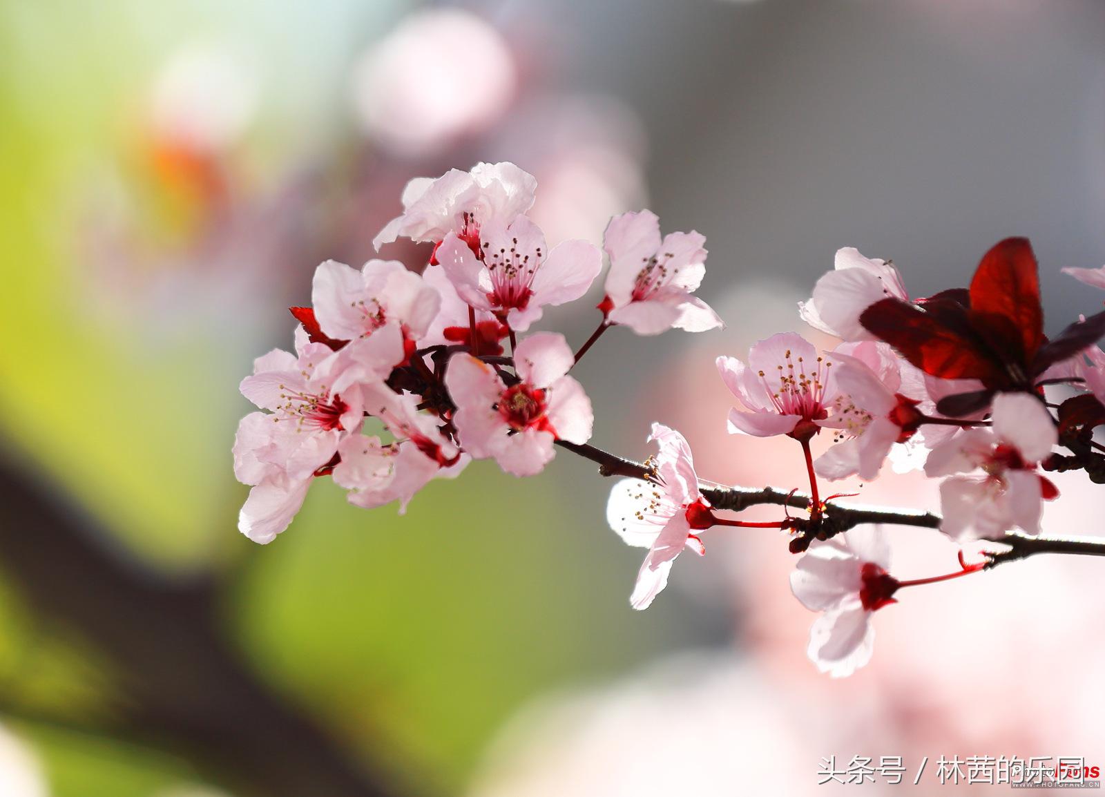 百花诗词名句大全（精选80句歌咏百花的唯美诗词名句）