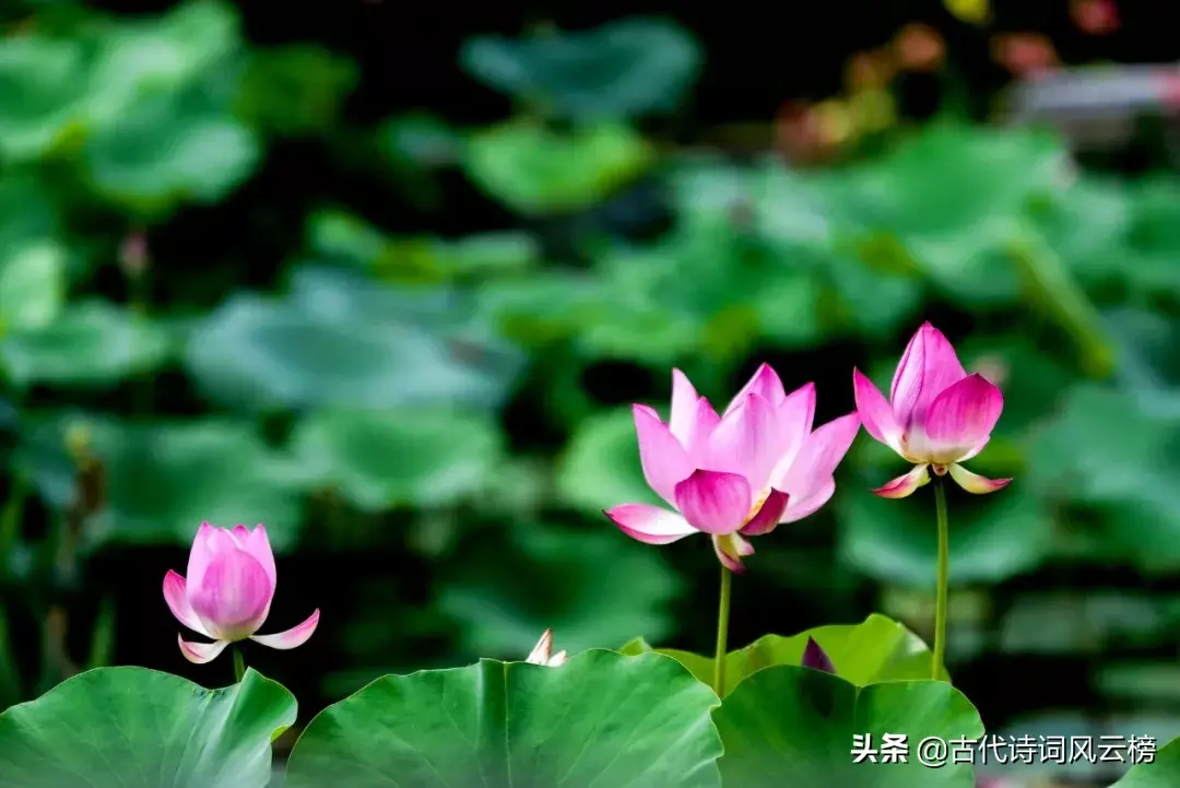 形容荷花开得漂亮的诗句（70句唯美荷花诗词）