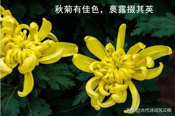 关于菊花诗词的千古佳句（经典的菊花诗词古句）