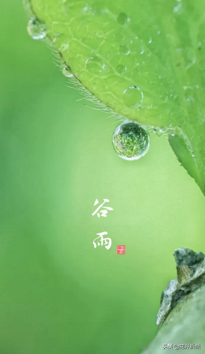 谷雨古诗名句解释（关于谷雨的古诗名句）