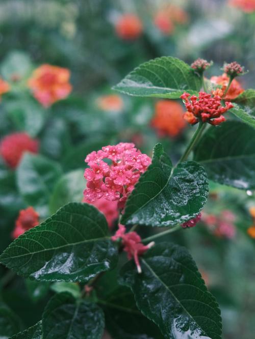 一场秋雨一场凉的说说句话（在这个季节，我们的心在想些什么？）