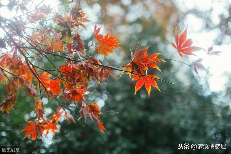 一场秋雨一场凉的说说句话（在这个季节，我们的心在想些什么？）